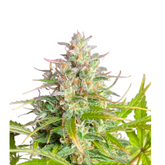 SUGAR BLACK ROSE FEM  - DELICIOUS SEEDS.